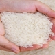فروش برنج در بابل