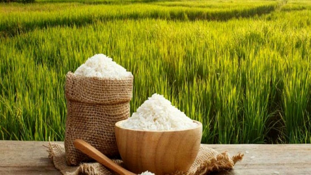 فروش برنج در چالوس