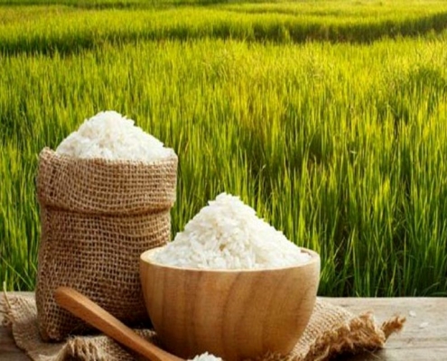 فروش برنج در چالوس